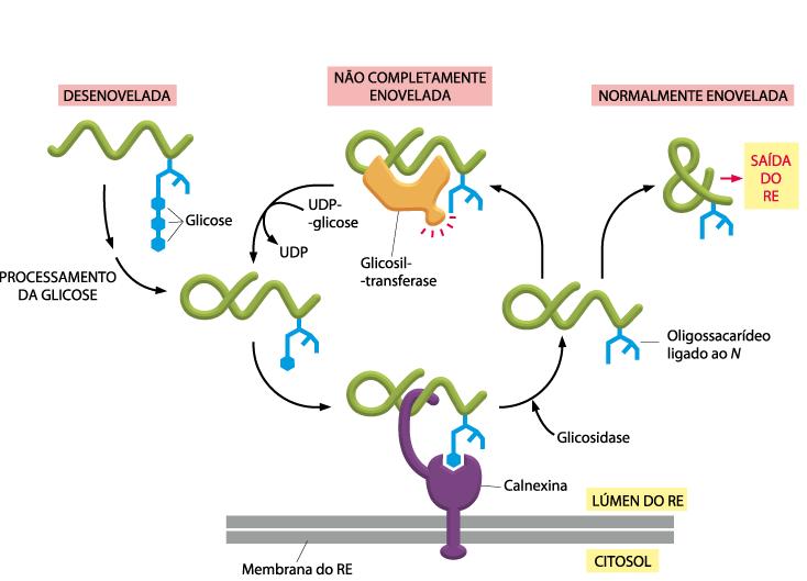 glicoses são removidas pelas glicosidases I e II. 2. A glicoproteína monoglicosilada é capaz de interagir com as chaperonas calnexina e calreticulina. 3.