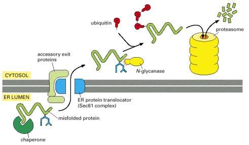 As proteínas que não são adequadamente dobradas e glicosiladas passam pelo translocon no