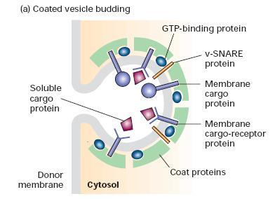 1. O brotamento da vesícula se inicia pela ligação de uma proteína ligante de GTP à membrana