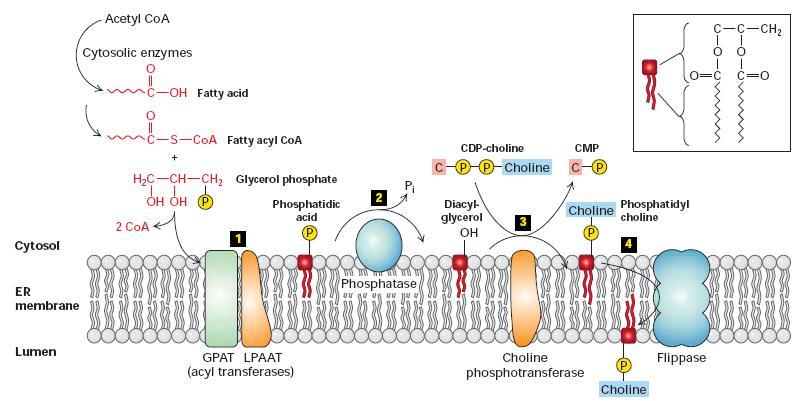 3o: enzimas genericamente denominadas flipases fazem a transferência de fosfolipídeos para o folheto interno do