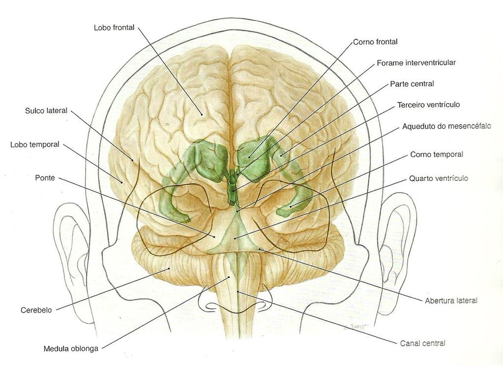 telencéfalo, o terceiro ventrículo no diencéfalo, o aqueduto (que comunica o terceiro e quarto ventrículo) no mesencéfalo e o quarto ventrículo no rombencéfalo.