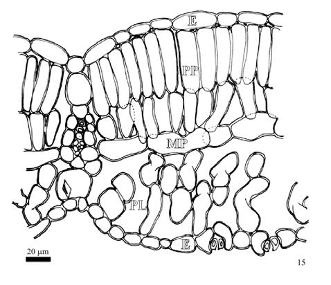 Figuras 10-14 - Epiderme foliar de Glycine max (L.) Merrill cv. BR16.