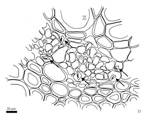 Figura 16-21 - Nervura principal do folíolo central da folha de Glycine max (L.) Merrill cv. BR16. 16, 18 e 20 - esquemas de secções transversais nos terços basal (16), mediano (18) e apical (20).