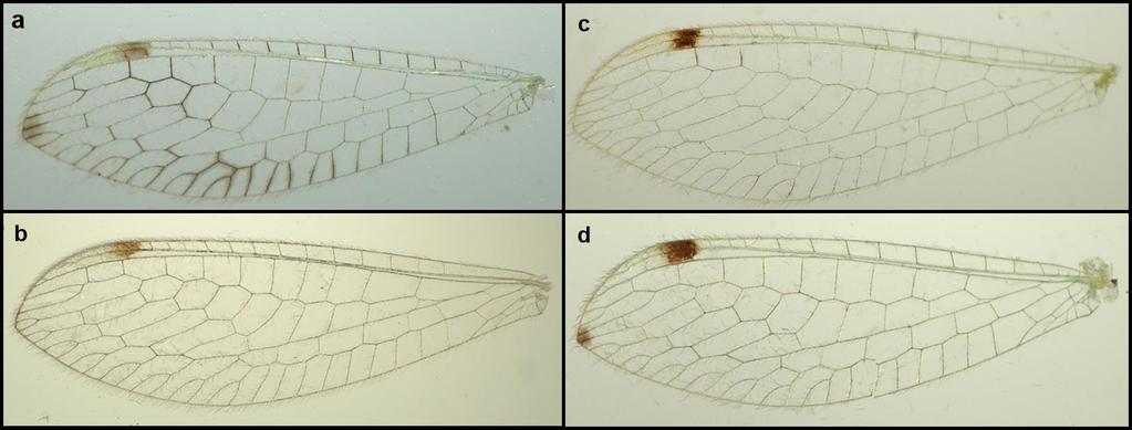 Leucochrysa (Nodita) lenora foi a única espécie a apresentar pigmentação vermelho-escura nos três tagmas avaliados (Tabela 1), ou seja, esse padrão de coloração foi identificado na fossa antenal,