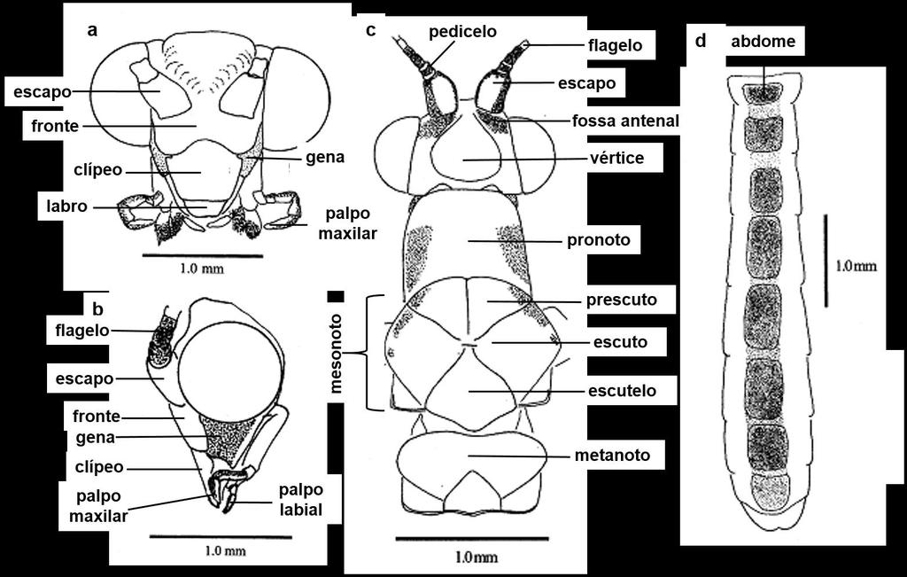 19 3.3. Diagnose diferencial Foi realizada a análise comparativa das características morfológicas externas (cabeça, tórax e abdome; Tabela 1; Figura 8) e da genitália interna de machos e fêmeas de L.