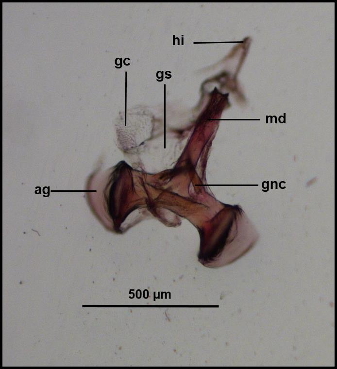 33 Figura 16. Vista dorsal da genitália do macho de Leucochrysa (Nodita) postica (Navás) (Reserva Biológica de Sooretama, Linhares, Espírito Santo).
