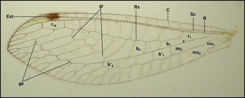 44 Figura 22. Estrutura da asa posterior (esquerda e direita) de Leucochrysa (Nodita) lenora Banks ( e ) (Reserva Biológica de Sooretama, Linhares, Espírito Santo).