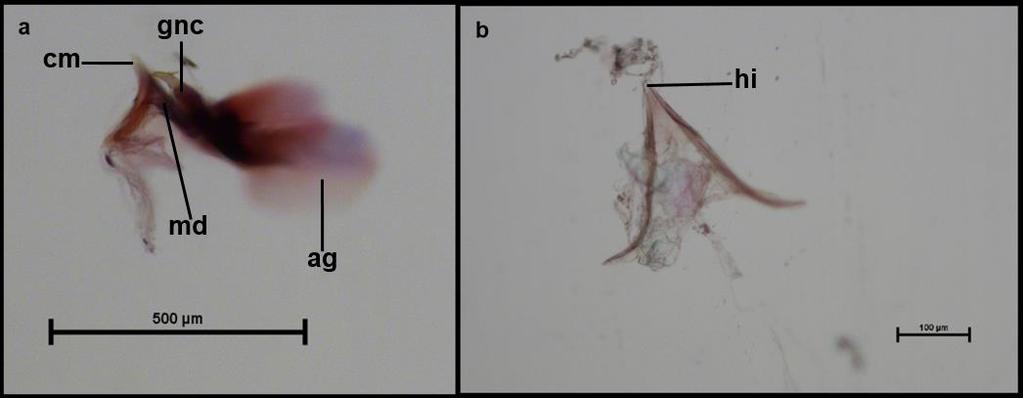 49 Figura 27. Vista lateral da genitália (a) e hypandrium internum (b) do macho de Leucochrysa (Nodita) lenora Banks (Reserva Biológica de Sooretama, Linhares, Espírito Santo).