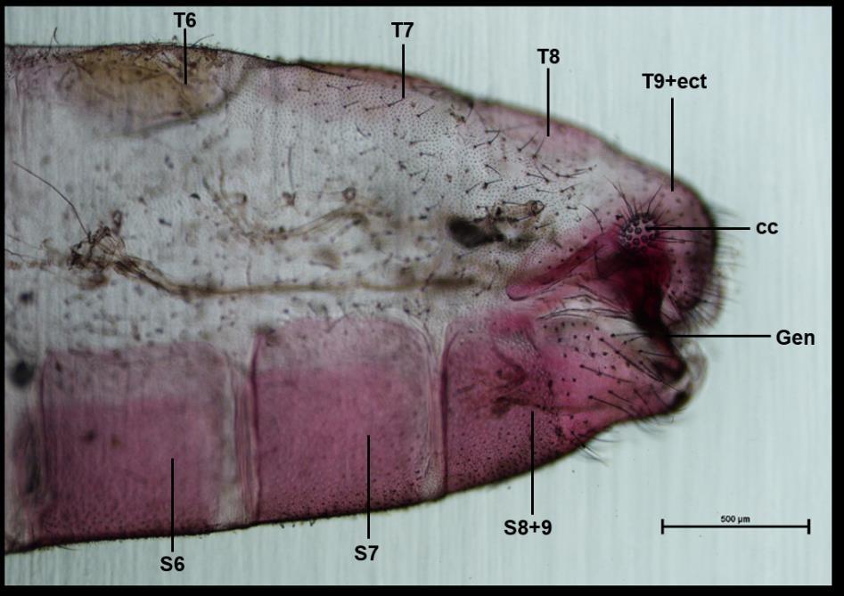 77 Abdome (Figuras 44 e 45): coloração verde-clara. Escleritos com cerdas de comprimento médio e finas; microcerdas esparsas ao longo do abdome. Poros grandes na linha lateral.