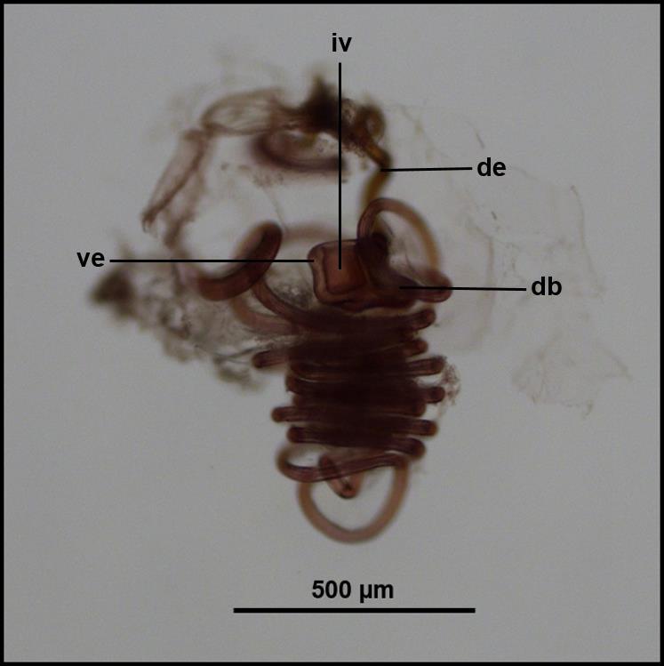 81 Genitália (Figura 49): simples, com subgenitália grande, bilobulada apicalmente e com longa projeção (pescoço da espermateca) voltada para a região ventral do abdome; subgenitália estende-se logo
