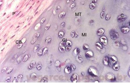 Pericôndrio Zona Fibrógena: camada externa, vascularizada e com fibroblastos.