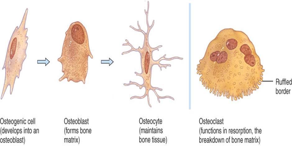 Constituição Histológica Células Osteoblastos Osteócitos Osteoclastos Matriz