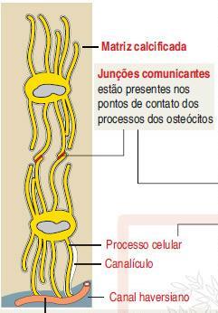 Osteócitos Osteoblastos aprisionados dentro da matriz