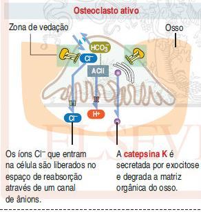 Associação vesícula microtúbulo Zona Vedação