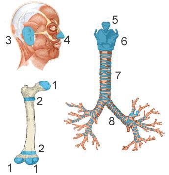 Distribuição Tecido cartilaginoso 1- superfícies articulares 2- zonas de crescimento longitudinal de ossos longos 3- orelha 4-