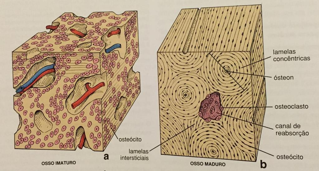 Tipos de Tecido Ósseo Histologica Tecido ósseo