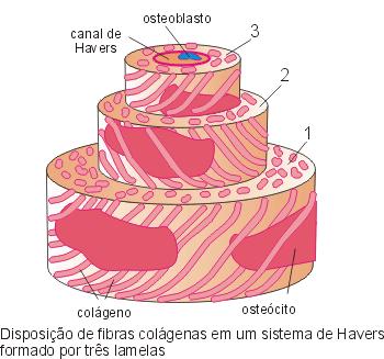 Sistema Havers/ósteon Sistema Havers/osteon: