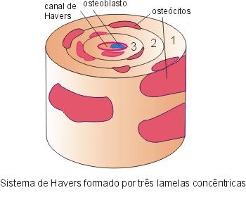 substância mineralizada Canal Havers: canal