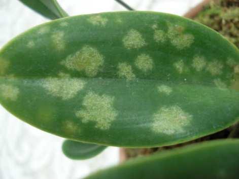FUNGOS PATOGÊNICOS Sintomas Fica claro que o sintoma apresentado nas orquídeas pelo Phoma sp, ocorrem geralmente nas folhas, sejam elas velhas ou novas.