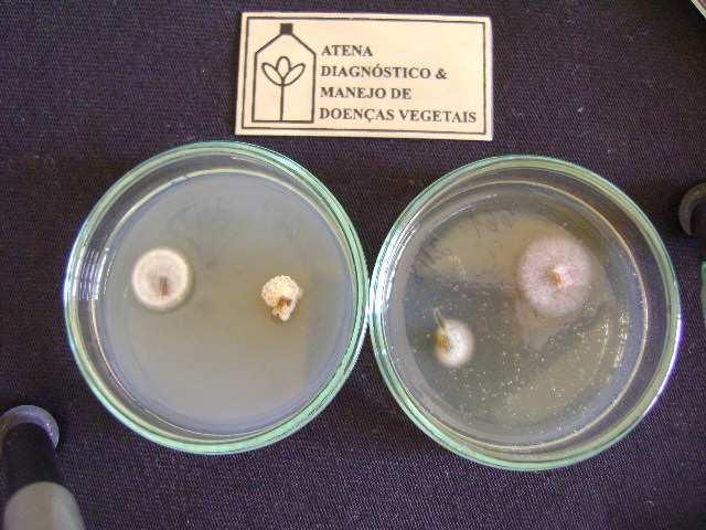 Identificação do Patógeno Por ser um fungo pouco conhecido na orquidofilia o