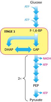 Glicólise: Estágio 2 Quebra de 1 carboidrato de 6 Carbonos em 2 de 3 Carbonos