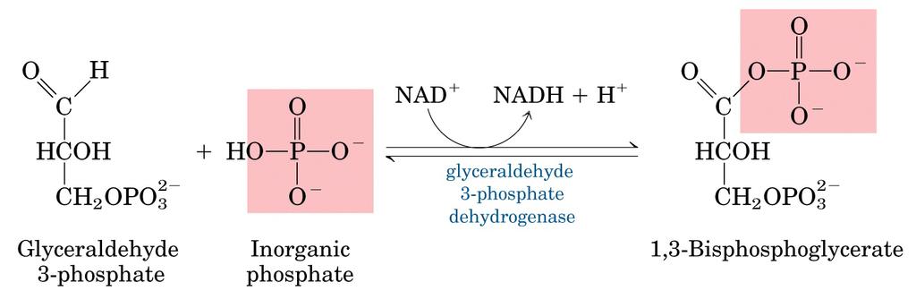 Glicólise: Estágio 3 Fase 1 do PAGAMENTO 2 Moléculas de GAP entram nesta fase GLICERALDEÍDO 3-FOSFATO DESIDROGENASE (n6) Oxidação da GAP em 1,3-Bisfosfoglicerato (1,3-BPG) - Etapa de preparação da