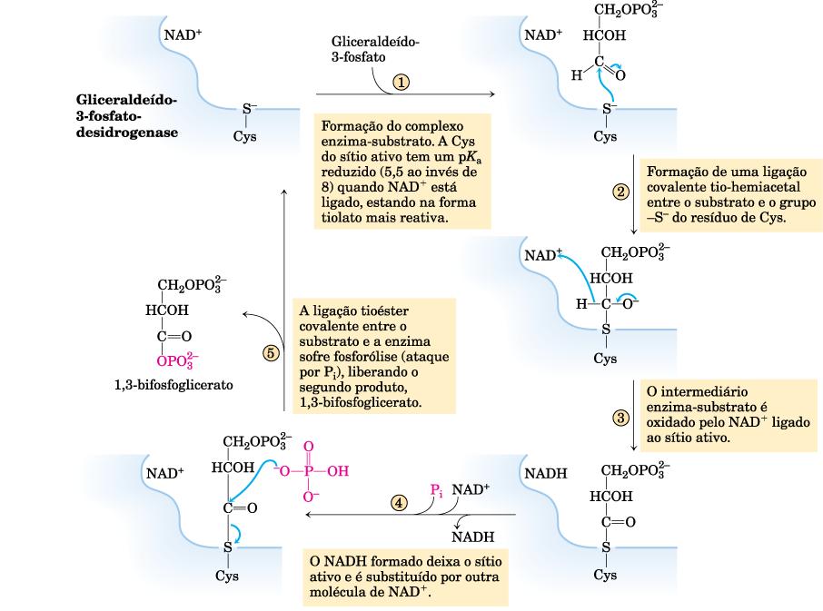 Glicólise: Estágio 3 Fase 1 do PAGAMENTO GLICERALDEÍDO 3-FOSFATO DESIDROGENASE