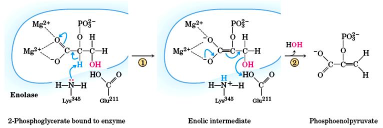 Glicólise: Estágio 3 Fase 2 do PAGAMENTO ENOLASE (n9) - Reação de rearranjo molecular: Desidratação - A desidratação aumenta o potencial doador de