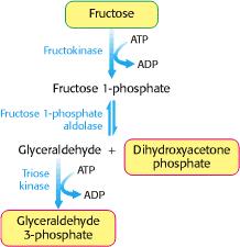 entra na Glicólise - Frutose e