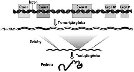 Esses segmentos de DNA a) são capazes de controlar a produção de RNA e estão presentes em apenas algumas células do corpo.