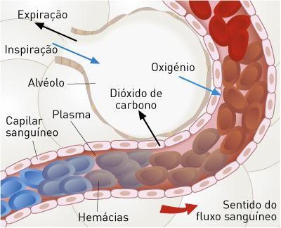 Sangue arterial / Sangue venoso É nos alvéolos pulmonares que ocorre a hematose pulmonar O sangue venoso é rico em dióxido de carbono e é vermelho-escuro.