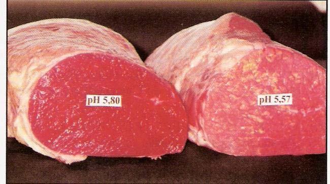 Problemas na coloração da carne Iridescência: é um fenômeno físico,