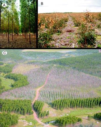 Figura 5.2 - Materiais genéticos resistentes ou susceptíveis à seca e à geada: à esquerda, clone susceptível, e à direita, clone resistente à seca (A); clone susceptível a geadas (B); no centro, E.