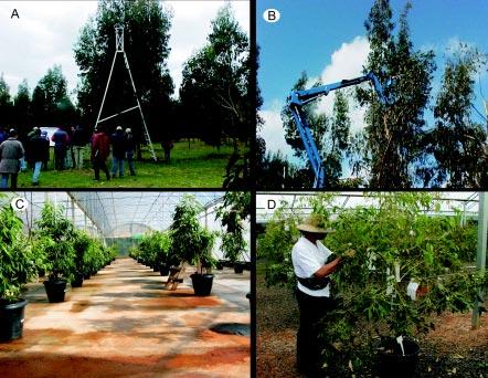 et al., 2005) (Figura 5.4). Isso foi possível graças ao estabelecimento de tecnologias como a indução da floração precoce em plantas cultivadas em vasos.