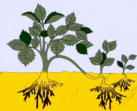 Clonagem induzida artificialmente Nos vegetais baseia-se nos