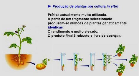 Clonagem in vitro de plantas (micro propagação) Utiliza porções de tecidos bastante