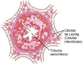 espermátides das células de