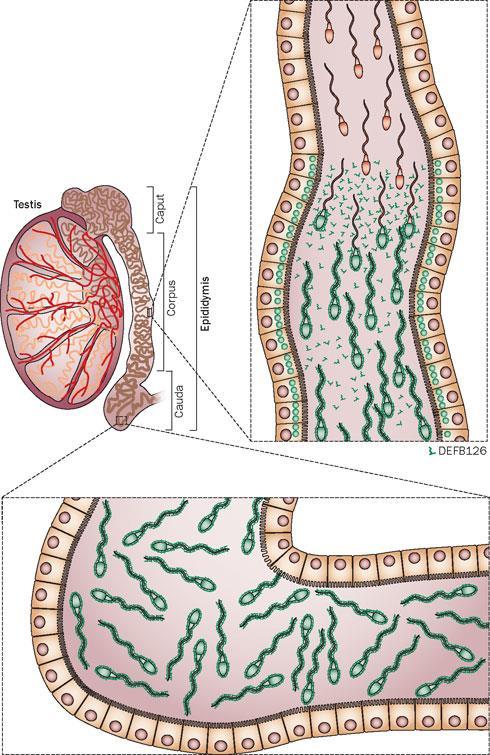 Epidídimo FUNÇÃO Maturação do