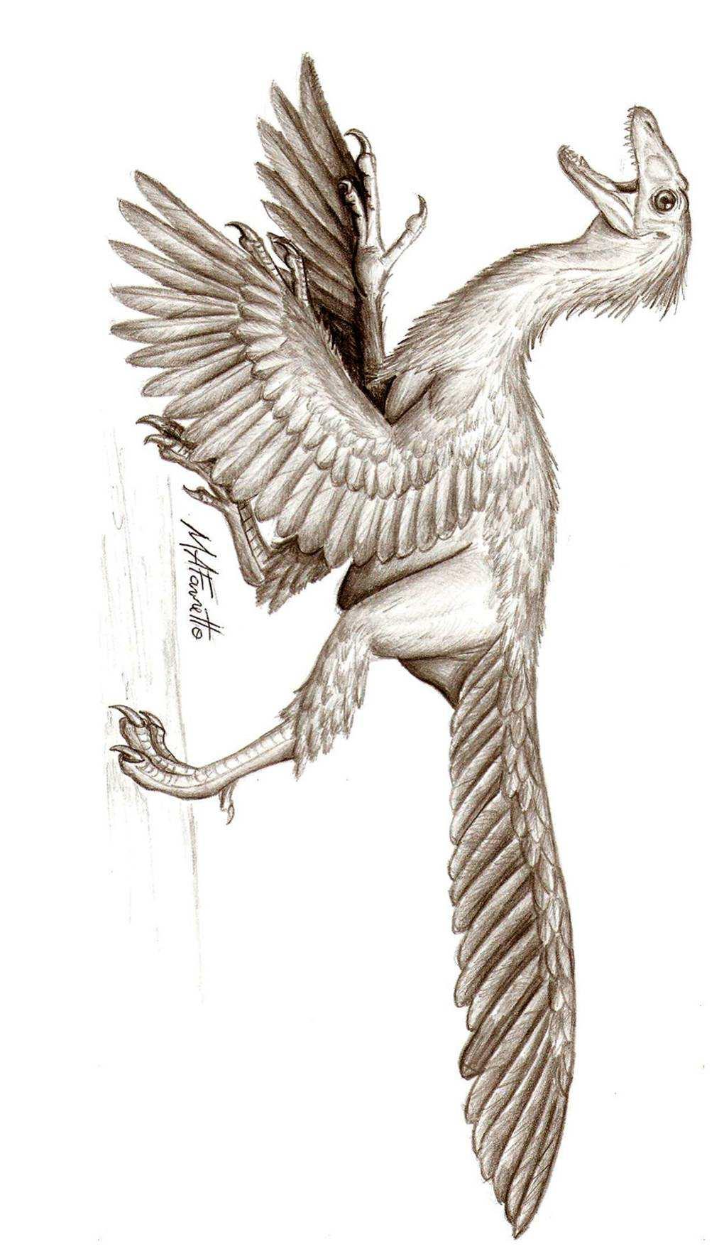 Archaeopteryx sp
