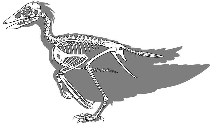 juvenis e adultos, muitos preservados com toda a sua plumagem (Chiappe et al. 1999).