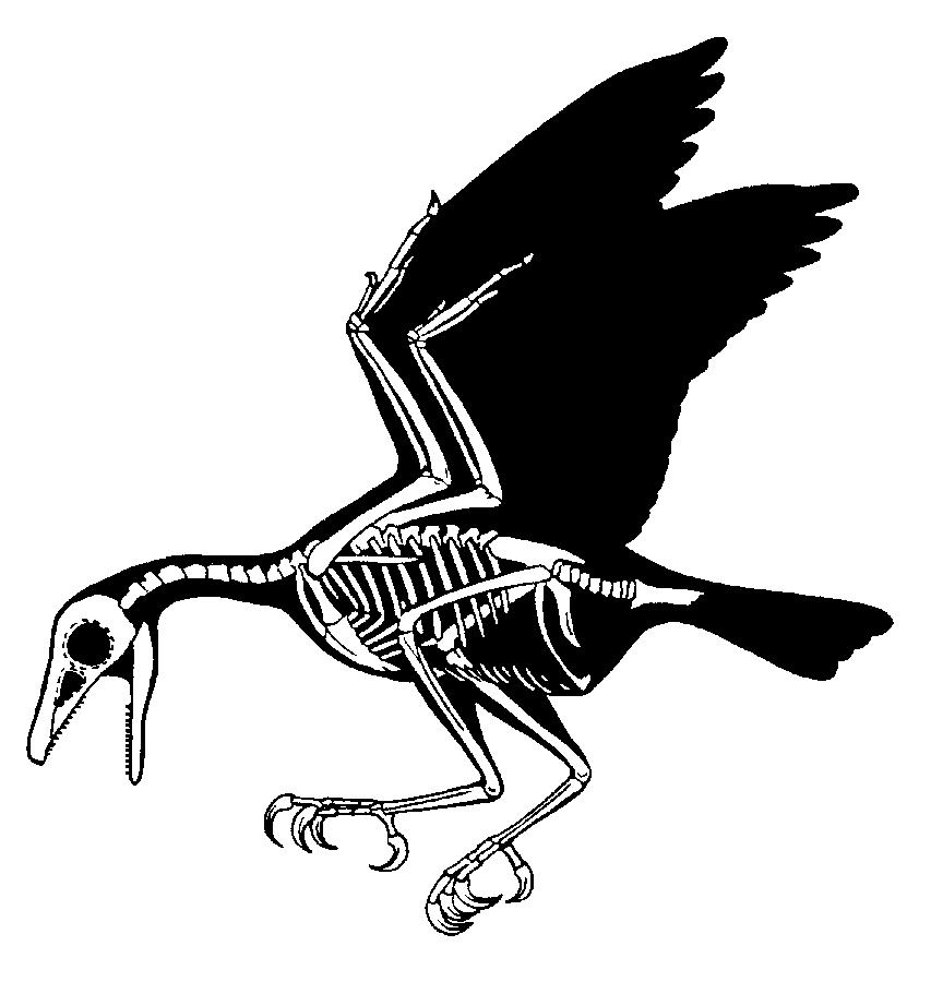 outros como o Enantiornis tinha uma envergadura de um metro (Chiappe 1995, Benton 2008). Figura 15 - Reconstrução do esqueleto de Sinornis. Extraído de Hou (2001).