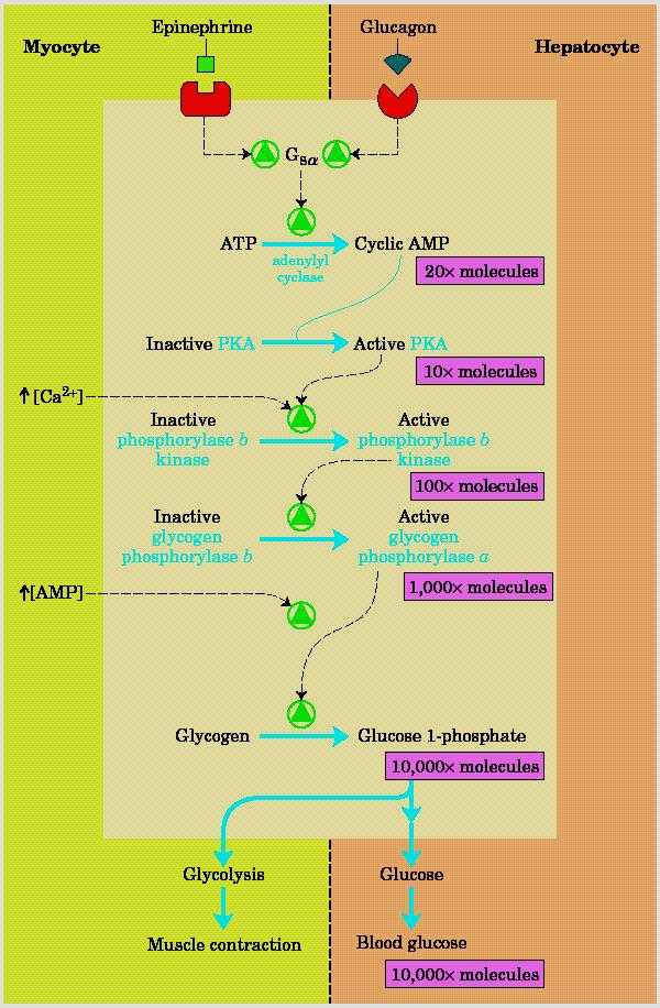 Mecanismo de ação em cascata da epinefrina e do glucagon A g-1p produzida quando glicogênio é degradado tem destinos muito diferentes em músculo e no fígado.