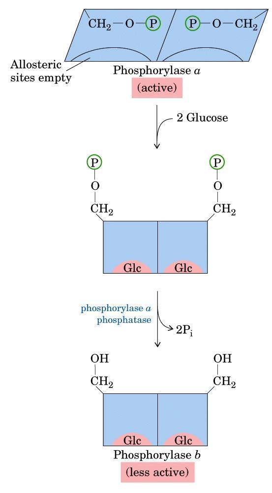 Glicogênio-fosforilase: um sensor de glicose no fígado A entrada de