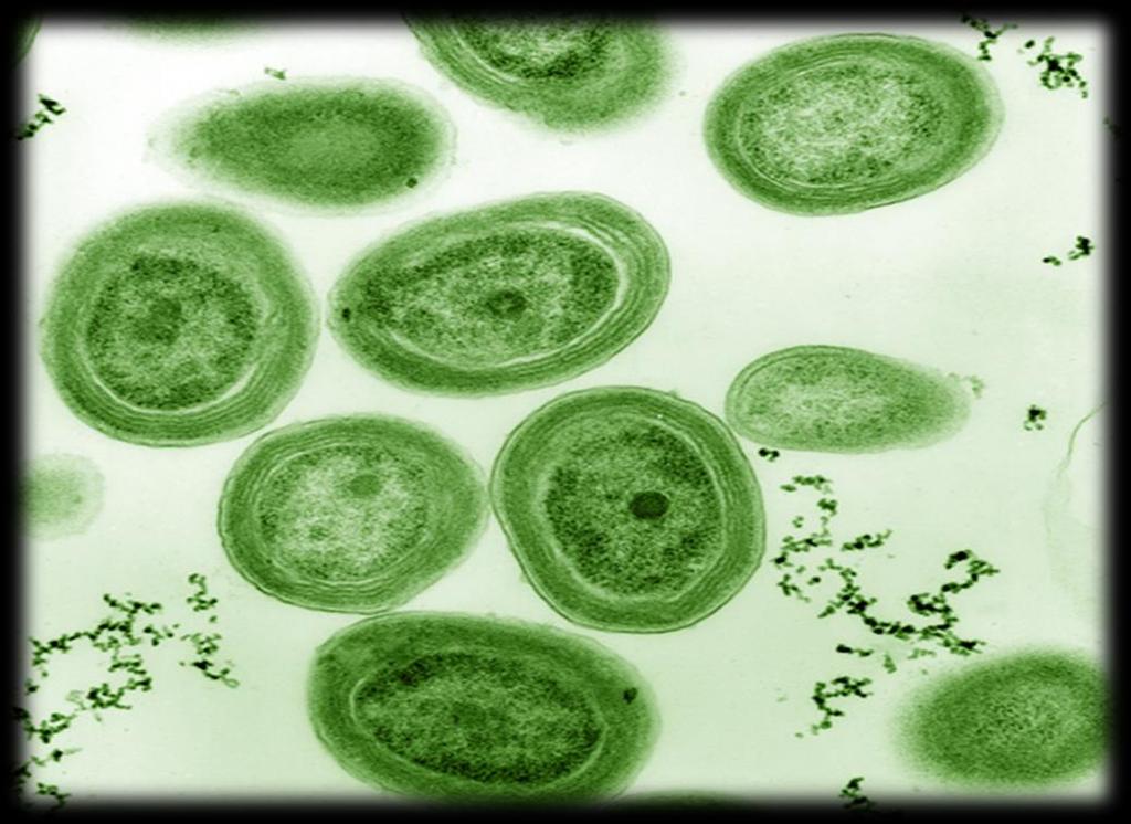 Prochlorococcus Distribuição Águas