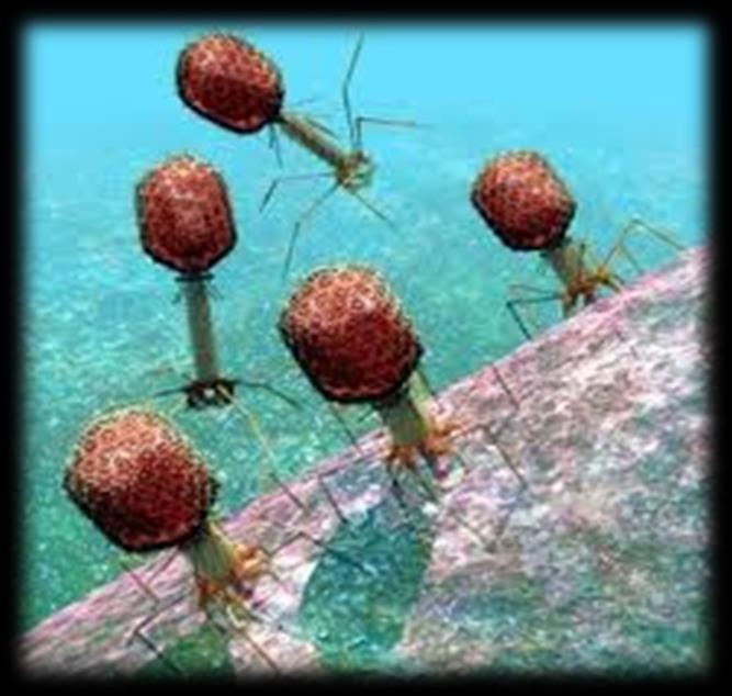 Vírus marinhos São os mais abundantes nos oceanos 1 x 10 7 partículas