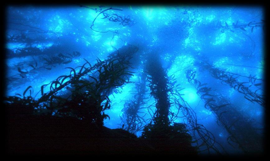 Mar Profundo Extremos ambientais Baixas