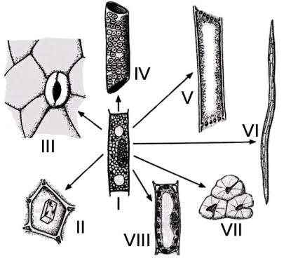 As células representadas correspondem às especializações morfológicas e funcionais na formação dos tecidos e órgãos das plantas. O número de anéis anuais indica a idade da planta.