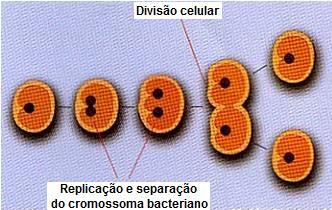 Lactobacillus bulgaricos constituem células procarióticas de forma cilíndrica, designadas de bacilos (observam-se formas isoladas e diplobacilos); reproduzem-se assexuadamente por bipartição