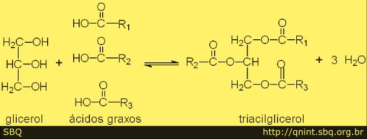 Triacilgliceróis Composto formado por um glicerol (três grupos hidroxilas) ligados a