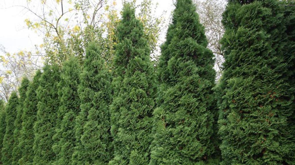 Arborvitae Thuja plicata (Tuia) ORIGEM: CANADÁ Principais Benefícios Protege contra ameaças ambientais e sazonais. Limpeza poderosa e agente purificador.